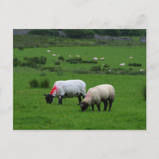 Carte Postale Mouton près de Deerpark Irlande