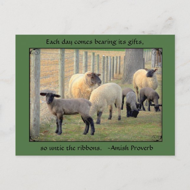 Carte Postale Mouton, Proverbe Amish. Ajouter votr (Devant)