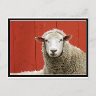 Carte Postale Mouton rouge