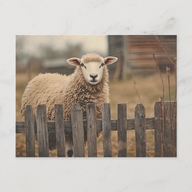 Carte Postale Mouton Sépia Vintage (Devant)