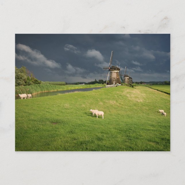 Carte Postale Moutons avec moulins à vent sous des nuages sombre (Devant)