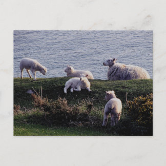 Carte Postale Moutons du sud et agneaux de Devon sur le littoral