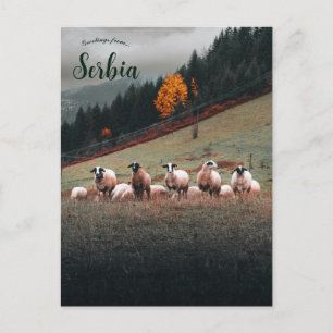 Carte Postale Moutons en Sibérie sur un versant de montagne par