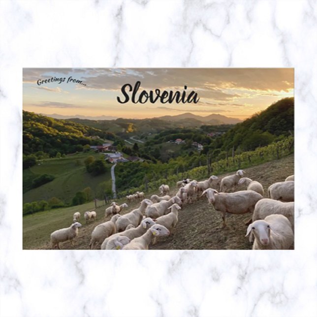 Carte Postale Moutons en Slovénie (Créateur téléchargé)