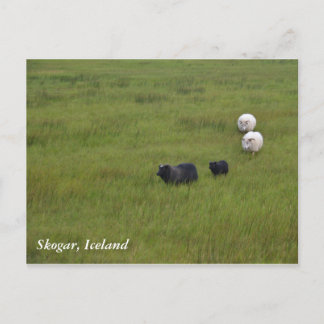 Carte Postale Moutons islandais