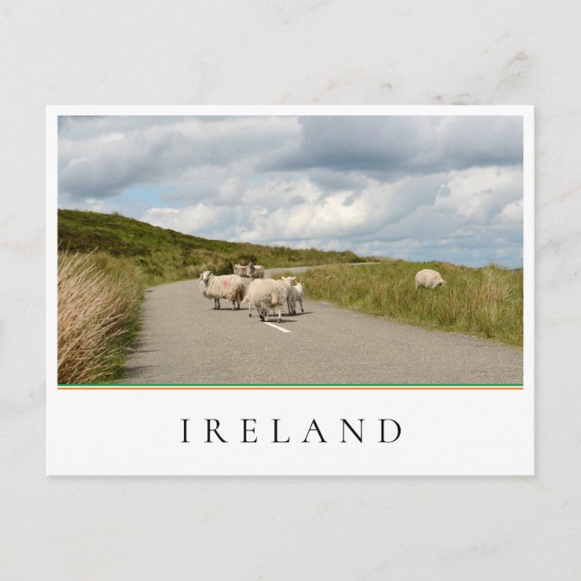 Carte Postale Moutons sur la route en Irlande (Devant)