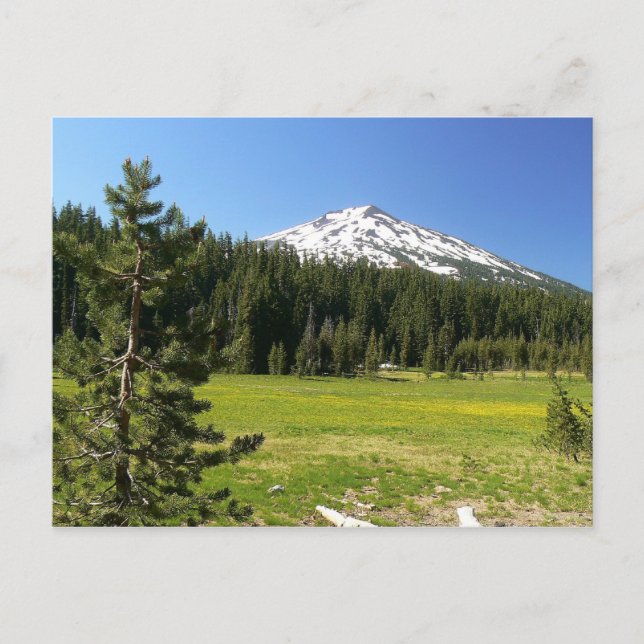 Carte Postale Mt Bachelor & Firs (Devant)
