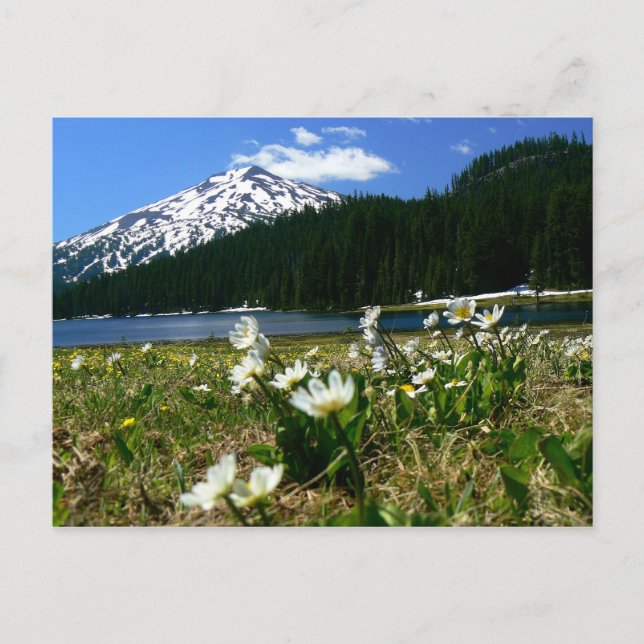 Carte Postale Mt Bachelor & Fleurs sauvages 1 (Devant)