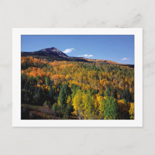 Carte Postale "Mt. Baldy - Flux d'arbres d'Aspen"