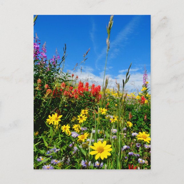 Carte Postale Mt. Fleur sauvage (Devant)