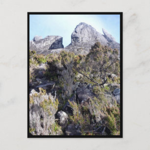 Carte Postale mt kinabalu plantes