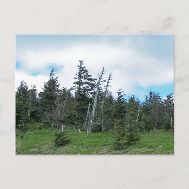 Carte Postale Mt. Mitchell (Devant)