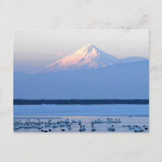 Carte postale Mt. Shasta California