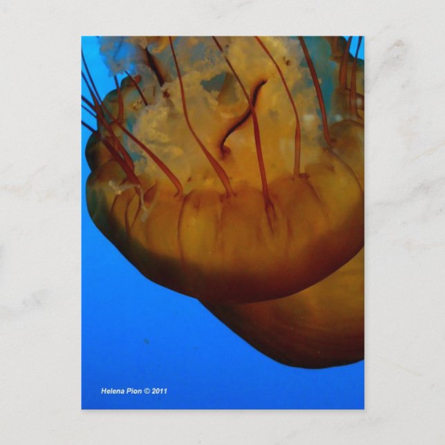 CARTE POSTALE MTV 1 (Devant)