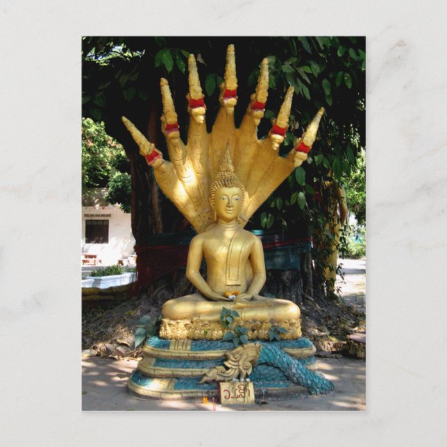 Carte Postale Mucalinda (Devant)