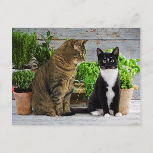 Carte postale "Muffin & Kells"