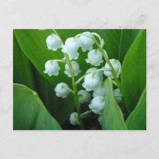 Carte Postale Muguet