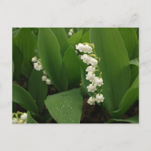 Carte Postale Muguet après la pluie