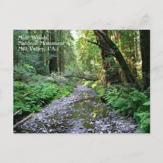 Carte postale Muir Woods (Devant)