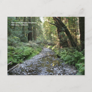 Carte postale Muir Woods