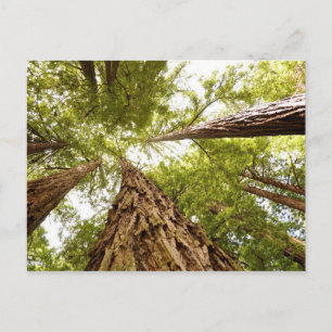 Carte Postale Muir Woods, CA