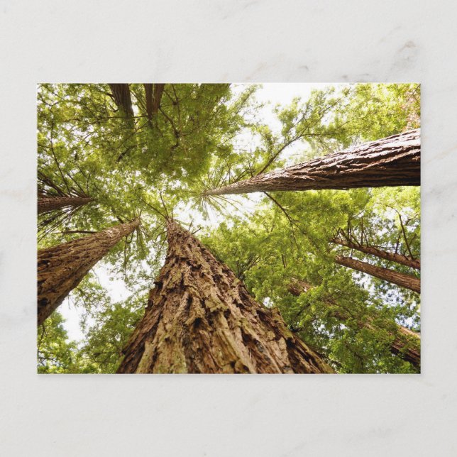 Carte Postale Muir Woods, CA (Devant)