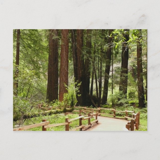 Carte Postale Muir Woods Chemin I Nature Photographie (Devant)