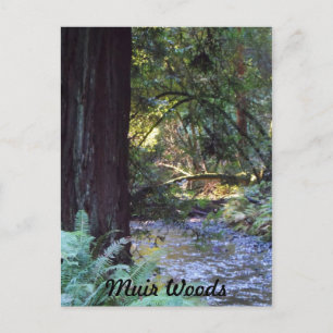 Carte Postale Muir Woods Stream