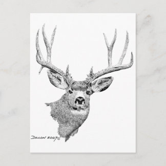 Carte Postale Mule Deer