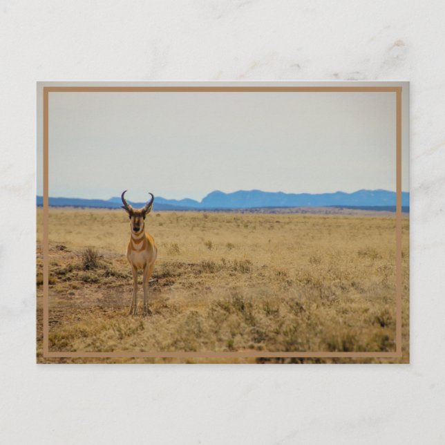 Carte Postale Mule Deer (Devant)
