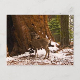 Carte postale Mule Deer
