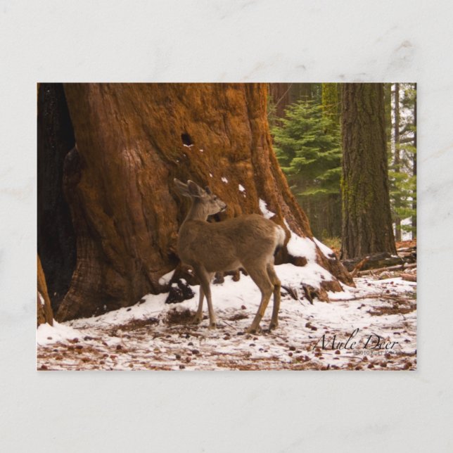 Carte postale Mule Deer (Devant)