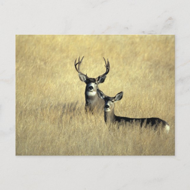 Carte Postale Mule Deer Buck - Do (Devant)