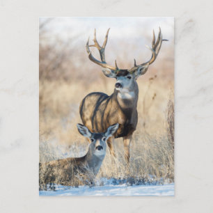 Carte Postale Mule Deer Buck et Doe