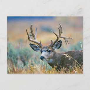 Carte Postale Mule Deer Buck   Grand Teton National Park Wyoming
