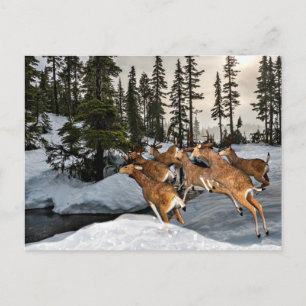 Carte Postale Mule Deer dans la saison de neige / hiver