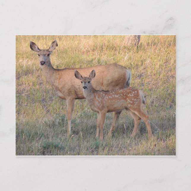Carte Postale Mule Deer Doe et Fawn (Devant)