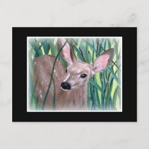 Carte Postale Mule Deer Fawn