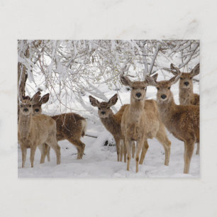 Carte Postale Mule Deer Wyoming