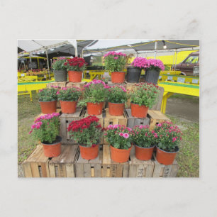 Carte postale "Mums à vendre"