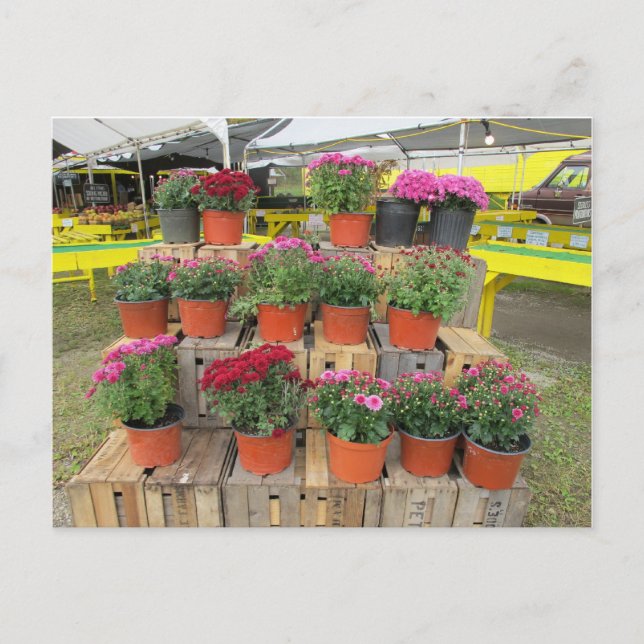 Carte postale "Mums à vendre" (Devant)