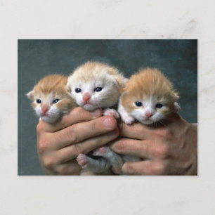 Carte Postale Munchkins