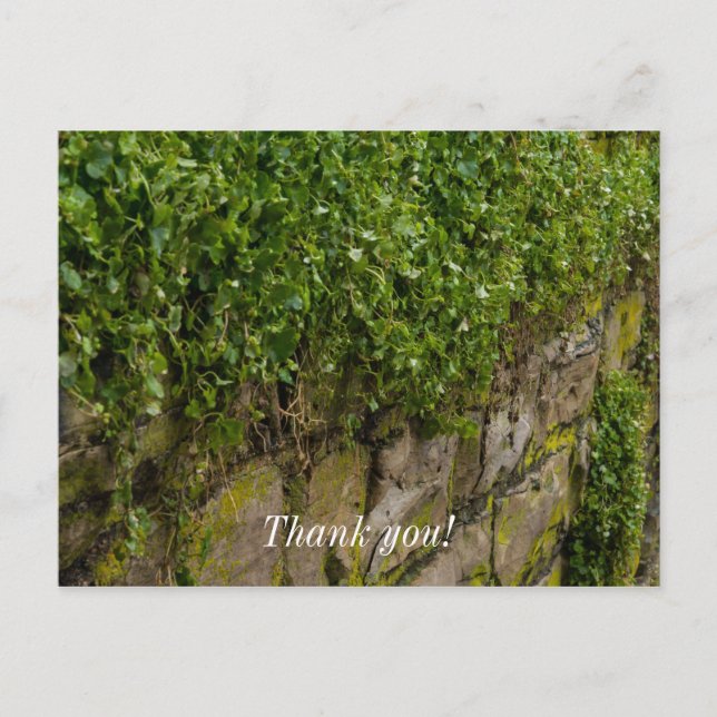 Carte Postale Mur de lierre (Devant)