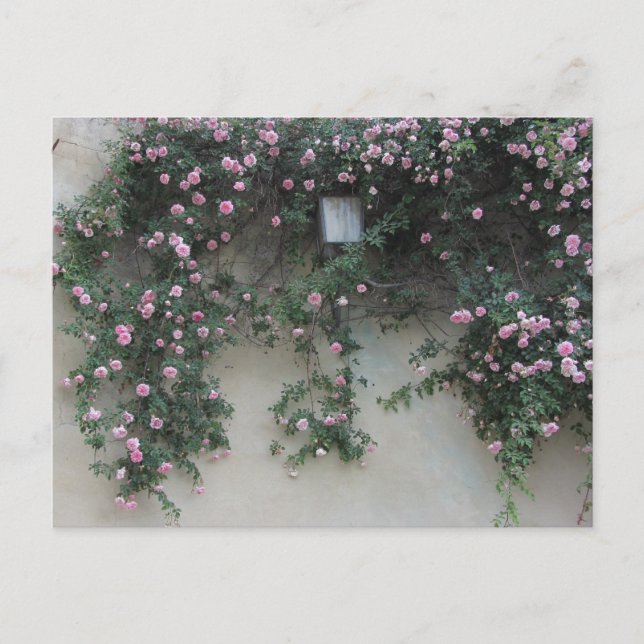 Carte Postale Mur de Rose (Devant)