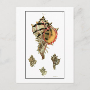 Carte Postale Murex coques de mer illustration vintage