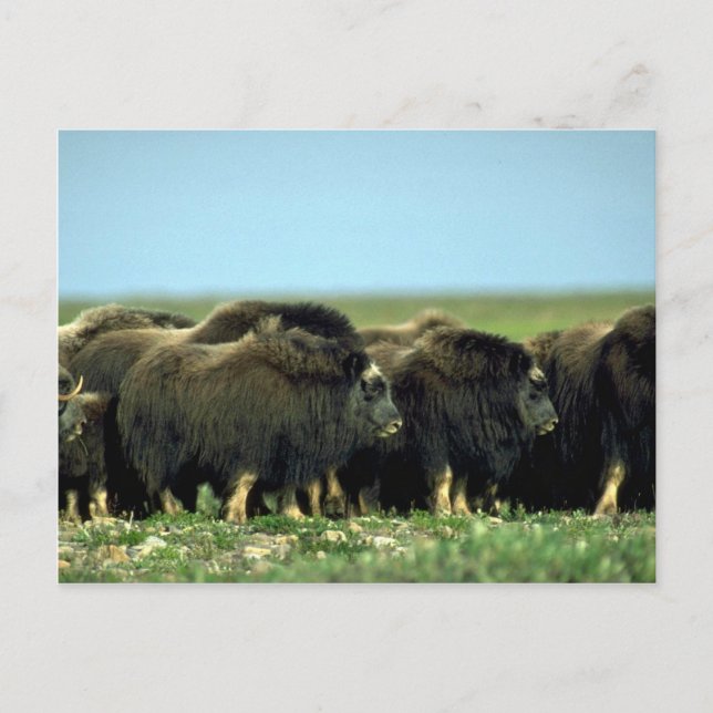 Carte Postale Musc Oxen (Devant)