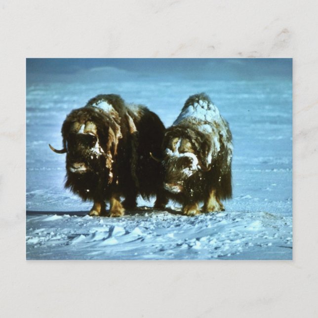 Carte Postale Musc Oxen (Devant)