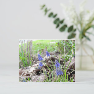 Carte postale - Muscari