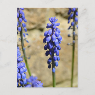 Carte postale Muscari Graphe Hyacinth