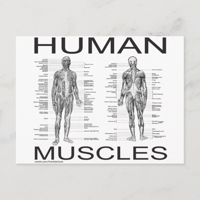Carte Postale Muscles humains et anatomie (Devant)